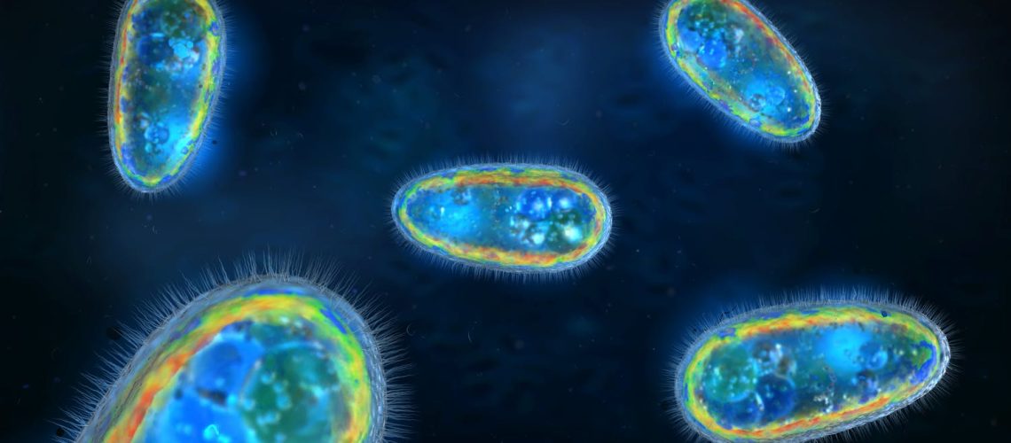 Amibe : comment ça s’attrape ? C’est grave ? Amibe : comment ça s'attrape ? C'est grave ?