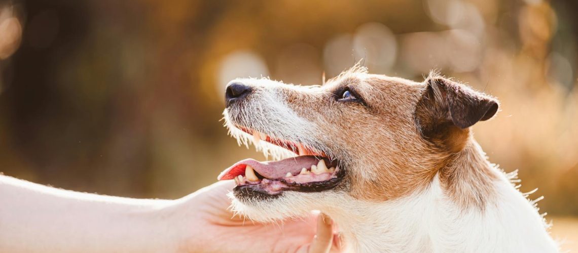 Comment déstresser un chien : conseils et astuces Comment déstresser un chien : conseils et astuces