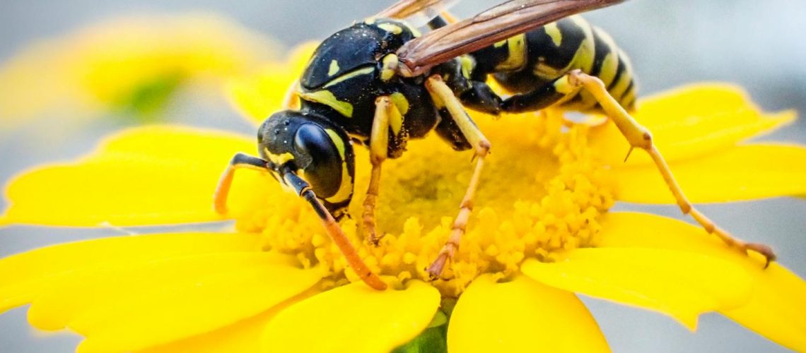 Quels sont les remèdes naturels contre les piqûres de guêpes ? Quels sont les remèdes naturels contre les piqûres de guêpes ?