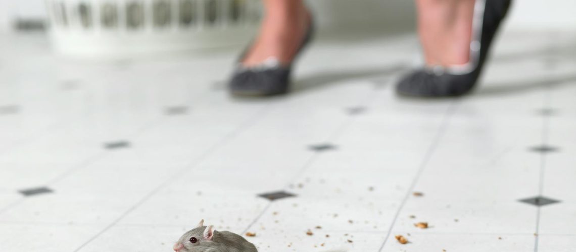 Souris dans la maison : comment s’en débarrasser ? Souris dans la maison : comment s'en débarrasser ?